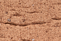 Кирпич облицовочный Губский КЗ, кора с песком, бежевый, 250*120*65 мм